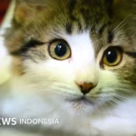 Viral Video 7 Anjing di China: Dari Pelarian Mengharukan hingga Fakta Palsu