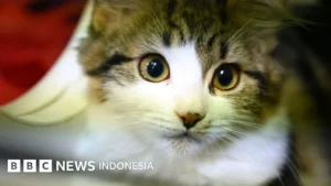 Viral Video 7 Anjing di China: Dari Pelarian Mengharukan hingga Fakta Palsu