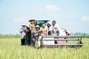 Amran Tahan HPP Gabah di Rp6.500/kg: Janji Tiada Hari Tanpa Beras di Era SPHP