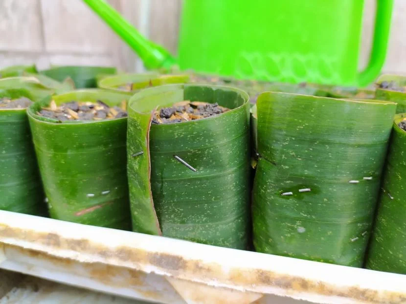 Daun Pisang Jadi Pengganti Wadah Plastik: Solusi Hijau yang Memerlukan Tiga Syarat Penting