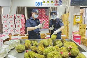 Durian Indonesia Siapkan Raihan Rp137 Triliun di Pasar China, Rahasia Besar Terungkap!