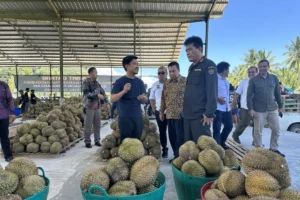 Durian Parigi Moutong Raih Rp42,5 Miliar, China Jadi Target Utama Ekspor Indonesia
