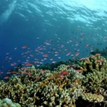 El Gouna: Surga Tersembunyi di Pantai Laut Merah yang Menjadi Magnet Wisata Global