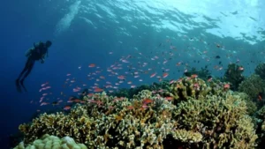 El Gouna: Surga Tersembunyi di Pantai Laut Merah yang Menjadi Magnet Wisata Global