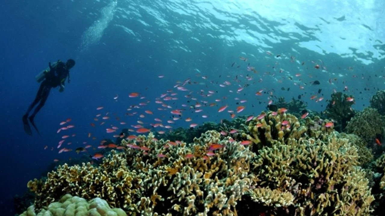 El Gouna: Surga Tersembunyi di Pantai Laut Merah yang Menjadi Magnet Wisata Global