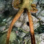 Gurita Raksasa 19 Meter Menguasai Samudra Purba: Temuan Mengejutkan dari Jepang dan Kanada