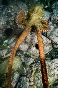 Gurita Raksasa 19 Meter Menguasai Samudra Purba: Temuan Mengejutkan dari Jepang dan Kanada