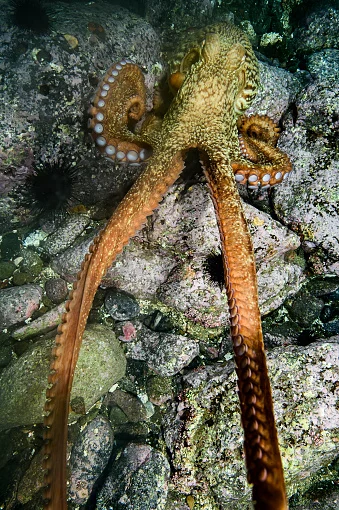 Gurita Raksasa 19 Meter Menguasai Samudra Purba: Temuan Mengejutkan dari Jepang dan Kanada