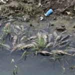 Ikan Sapu‑Sapu Jadi Peringatan Keras: Dari Tren Media Hingga Krisis Lingkungan Indonesia