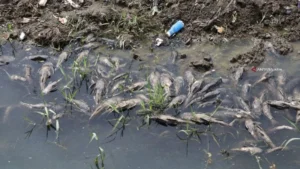 Ikan Sapu‑Sapu Jadi Peringatan Keras: Dari Tren Media Hingga Krisis Lingkungan Indonesia