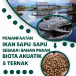 Jakarta Selatan Rencanakan Pemanfaatan Ikan Sapu‑Sapu sebagai Pakan Ternak: Inovasi yang Libatkan Berbagai Pemangku Kepentingan