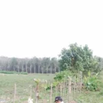 Lahan Eks Goodyear di Simalungun Dikejutkan: TNI Diduga Larang Poktan Makmur Jaya Bertani