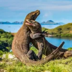 Mengapa Pemerintah Pinjamkan Sepasang Komodo ke Jepang? Simak Alasan Strategis di Balik Kesepakatan Langka