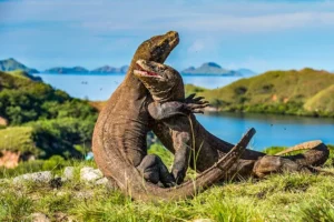 Mengapa Pemerintah Pinjamkan Sepasang Komodo ke Jepang? Simak Alasan Strategis di Balik Kesepakatan Langka