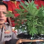 Pemuda Solo Tertangkap Tanam Ganja di Rumah: Beli Benih Online untuk Konsumsi Pribadi