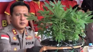 Pemuda Solo Tertangkap Tanam Ganja di Rumah: Beli Benih Online untuk Konsumsi Pribadi