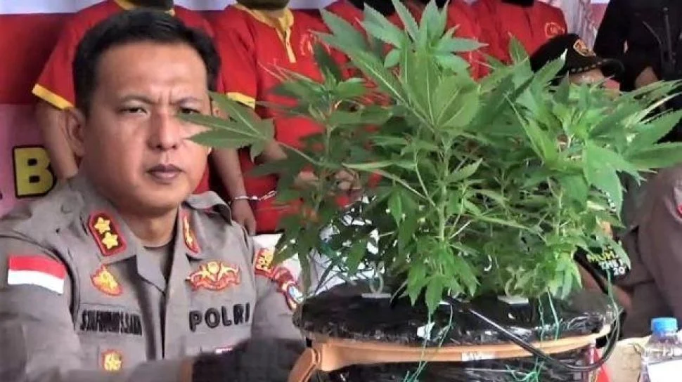 Pemuda Solo Tertangkap Tanam Ganja di Rumah: Beli Benih Online untuk Konsumsi Pribadi