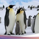 Penguin Kaisar Terancam Punah: Es Antartika Mencair Menghancurkan Habitat Ikonik