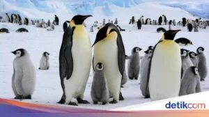 Penguin Kaisar Terancam Punah: Es Antartika Mencair Menghancurkan Habitat Ikonik