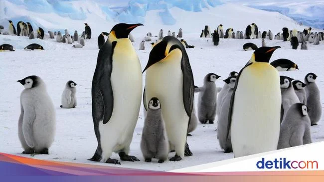 Penguin Kaisar Terancam Punah: Es Antartika Mencair Menghancurkan Habitat Ikonik