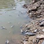 Ribuan Ikan Endemik Lepas di Ciliwung Bogor: Upaya Besar Kembalikan Kejayaan Sungai