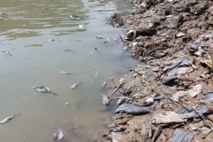Ribuan Ikan Endemik Lepas di Ciliwung Bogor: Upaya Besar Kembalikan Kejayaan Sungai