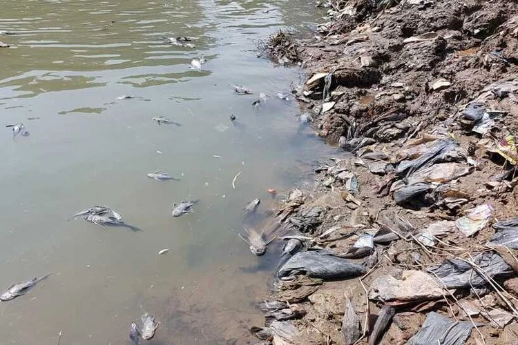 Ribuan Ikan Endemik Lepas di Ciliwung Bogor: Upaya Besar Kembalikan Kejayaan Sungai