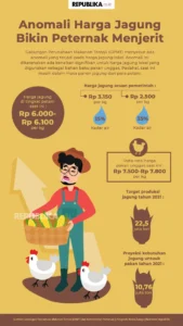 Rp 678 Miliar Direservasi Pemerintah untuk Stabilitas Harga Jagung Pakan Ternak: Langkah Nyata Menguatkan Peternak Nasional