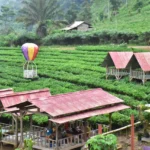 Tebing 15 Meter Ambruk! Akses Kebun Teh Cisoka Sumedang Tertutup Total Usai Hujan Deras