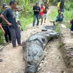 Buaya Raksasa Mati di Sungai Mandar: Warga Ungkap Rahasia Umpan Beracun yang Membunuhnya