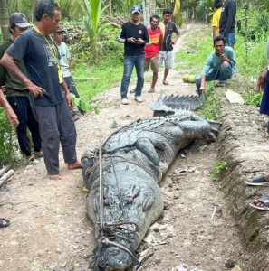 Buaya Raksasa Mati di Sungai Mandar: Warga Ungkap Rahasia Umpan Beracun yang Membunuhnya