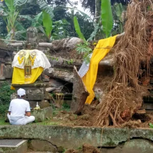Dahan Pohon Kepah Tumbang Menimpa Penyengker Pura di Menyali