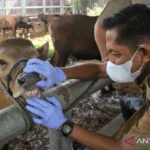 Idul Adha 2026: Pemeriksaan Kesehatan Hewan, Lonjakan Penjualan Kurban, dan Menu Sate Maranggi Spesial