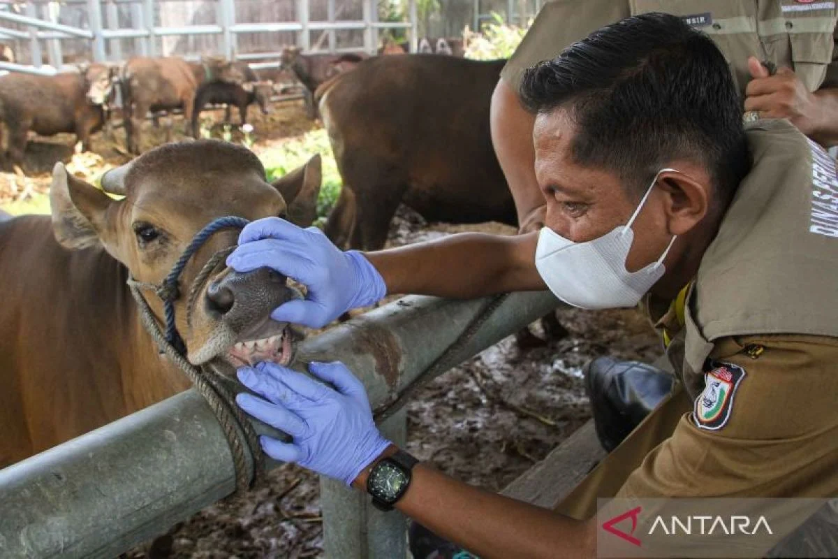 Idul Adha 2026: Pemeriksaan Kesehatan Hewan, Lonjakan Penjualan Kurban, dan Menu Sate Maranggi Spesial