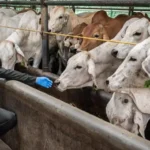 Karantina Bali Amankan Truk Sapi dengan Dokumen Palsu