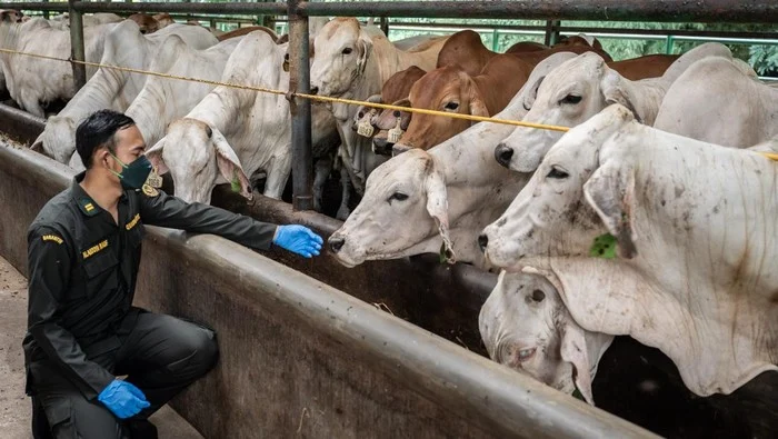 Karantina Bali Amankan Truk Sapi dengan Dokumen Palsu
