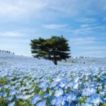 Sabrina Anggraini Pukau Netizen dengan 9 Foto Memukau di Hitachi Seaside Park: Keindahan Nemophila Biru yang Membuat Terpesona