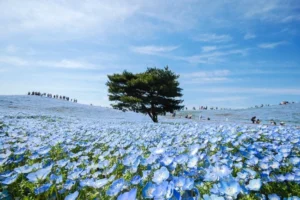 Sabrina Anggraini Pukau Netizen dengan 9 Foto Memukau di Hitachi Seaside Park: Keindahan Nemophila Biru yang Membuat Terpesona