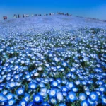 Sabrina Anggraini Ungkap Keajaiban Nemophila di Hitachi Seaside Park: Liburan Biru yang Memukau