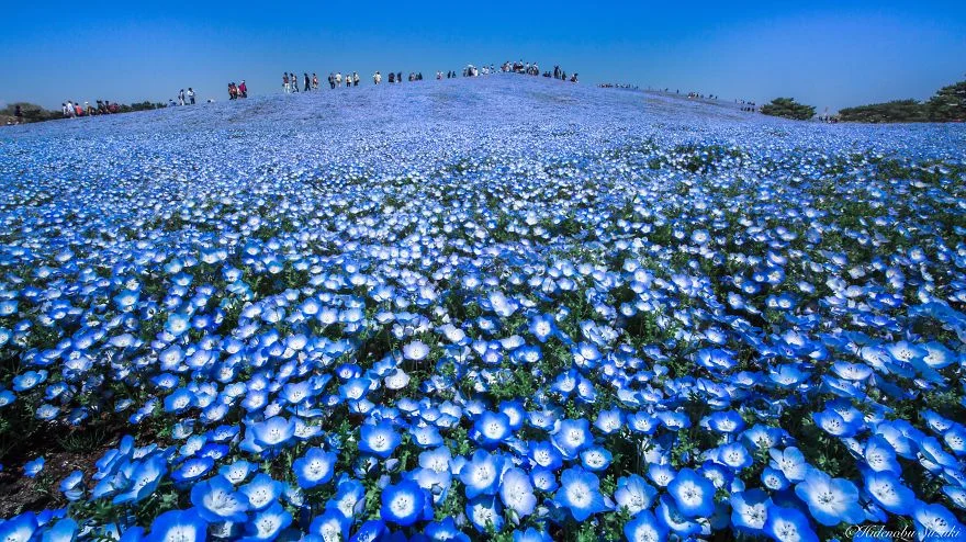 Sabrina Anggraini Ungkap Keajaiban Nemophila di Hitachi Seaside Park: Liburan Biru yang Memukau