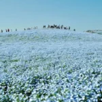 Sabrina Anggraini Ungkap Keindahan Nemophila di Hitachi Seaside Park: Foto-foto Memukau yang Bikin Terkagum