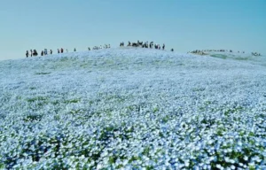 Sabrina Anggraini Ungkap Keindahan Nemophila di Hitachi Seaside Park: Foto-foto Memukau yang Bikin Terkagum