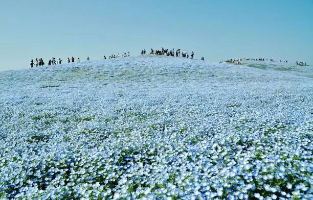 Sabrina Anggraini Ungkap Keindahan Nemophila di Hitachi Seaside Park: Foto-foto Memukau yang Bikin Terkagum