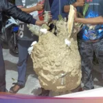Sarang Tawon Vespa Jumbo 1,8 Meter di Klaten Bikin Warga Panik, Relawan Evakuasi Sukses Tundukkan Ratusan Tawon