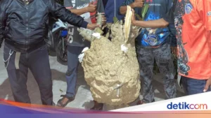 Sarang Tawon Vespa Jumbo 1,8 Meter di Klaten Bikin Warga Panik, Relawan Evakuasi Sukses Tundukkan Ratusan Tawon