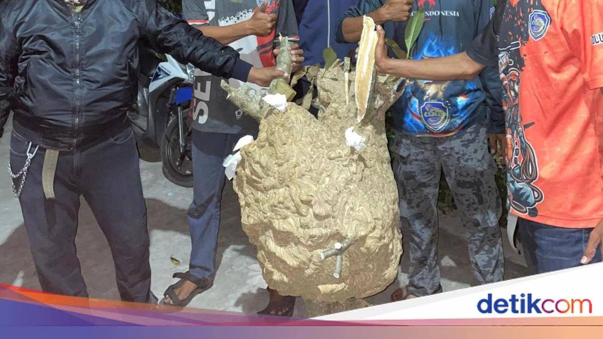 Sarang Tawon Vespa Jumbo 1,8 Meter di Klaten Bikin Warga Panik, Relawan Evakuasi Sukses Tundukkan Ratusan Tawon