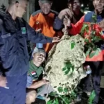 Sarang Tawon Vespa Jumbo 1,8 Meter di Klaten: Evakuasi Dramatis Relawan, Warga Lega