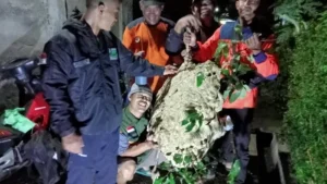 Sarang Tawon Vespa Jumbo 1,8 Meter di Klaten: Evakuasi Dramatis Relawan, Warga Lega