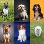 10 Ras Anjing Menggemaskan yang Ramah dan Mudah Dirawat di Rumah