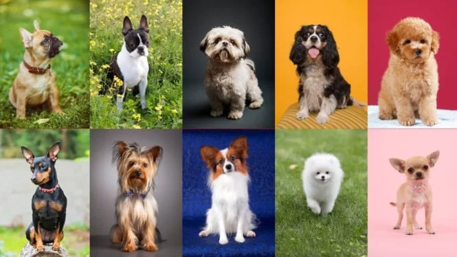 10 Ras Anjing Menggemaskan yang Ramah dan Mudah Dirawat di Rumah
